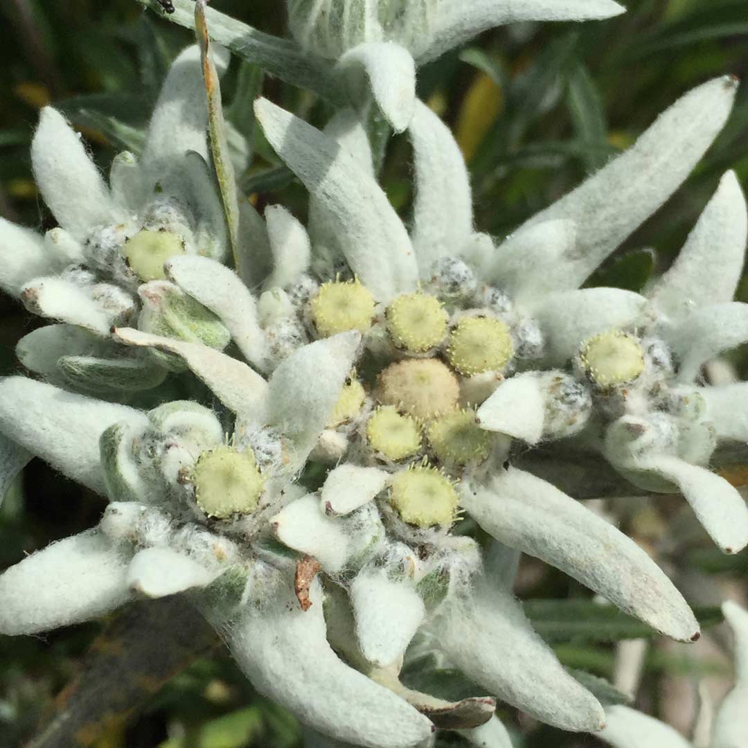 雪绒花,又叫"雪之花",冰川之星,阿尔卑斯的永恒花,学名高山火绒草